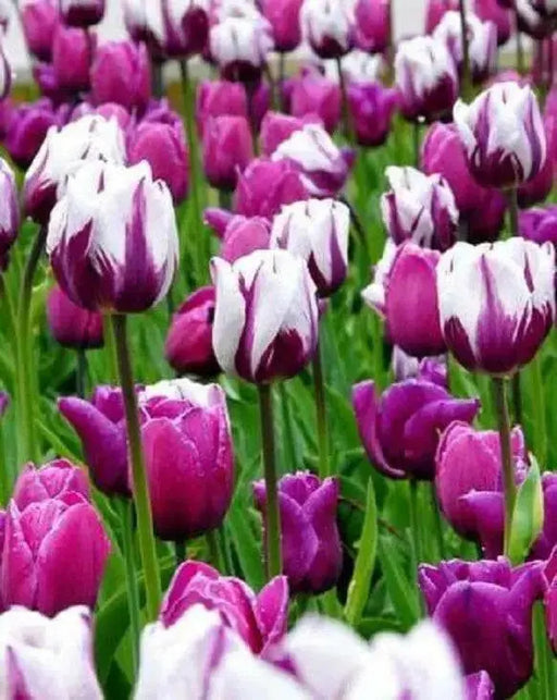 Tulip Bulb-Seattle Triumph Collection, bold colors guaranteed to please - Caribbean garden seed