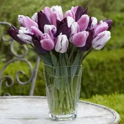 Tulip Bulb (Trio Blend ) deep burgundy, soft pink and a two-toned - Caribbean garden seed