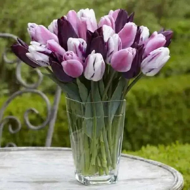 Tulip Bulb (Trio Blend ) deep burgundy, soft pink and a two-toned - Caribbean garden seed