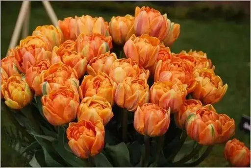 Tulip  ORANGE PRINCESS, ( Bulbs) Double Early flowers ! - Caribbean garden seed