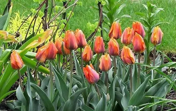 Tulip  ORANGE PRINCESS, ( Bulbs) Double Early flowers ! - Caribbean garden seed