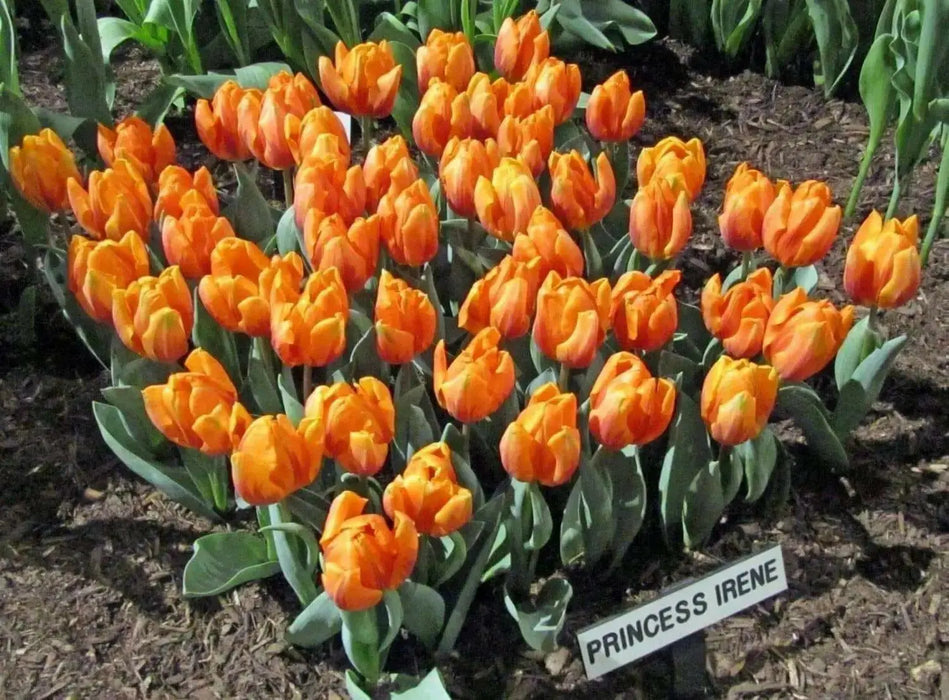 Tulip  ORANGE PRINCESS, ( Bulbs) Double Early flowers ! - Caribbean garden seed