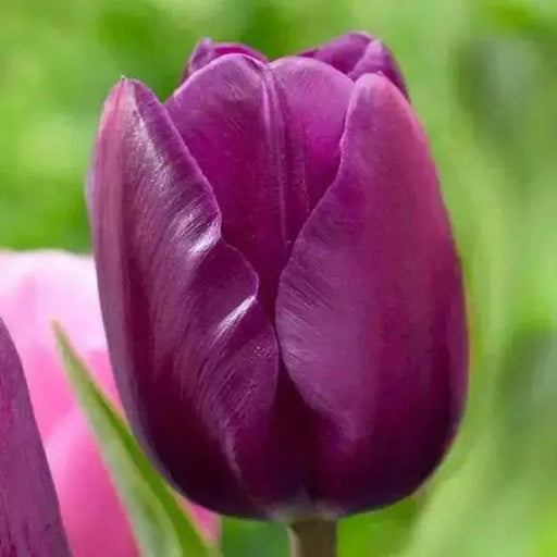 Tulip Bulb, Negrita,single mid/late, fall planting - Caribbean garden seed