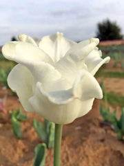 Tulip Bulb- White Liberstar, a very elegant, unique addition. Winner of the Jubilee Award for its lovely appearance and strong performance - Caribbean garden seed