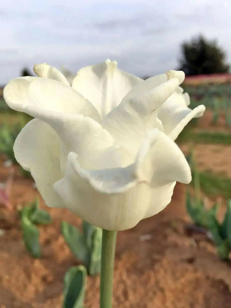 Tulip Bulb- White Liberstar, a very elegant, unique addition. Winner of the Jubilee Award for its lovely appearance and strong performance - Caribbean garden seed