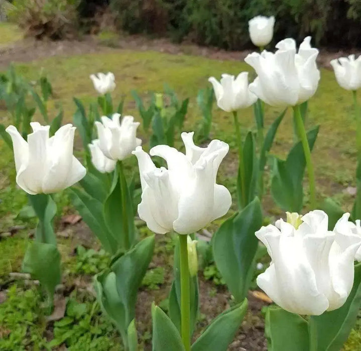Tulip Bulb- White Liberstar, a very elegant, unique addition. Winner of the Jubilee Award for its lovely appearance and strong performance - Caribbean garden seed