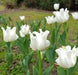 Tulip Bulb- White Liberstar, a very elegant, unique addition. Winner of the Jubilee Award for its lovely appearance and strong performance - Caribbean garden seed