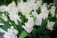 Tulip Bulb- White Liberstar, a very elegant, unique addition. Winner of the Jubilee Award for its lovely appearance and strong performance - Caribbean garden seed