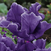 Tulip Blue Parrot ( Bulbs), FALL PLANTING - Caribbean garden seed