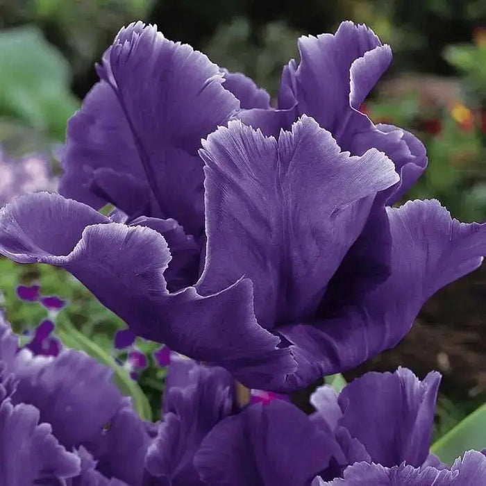 Tulip Blue Parrot ( Bulbs), FALL PLANTING - Caribbean garden seed