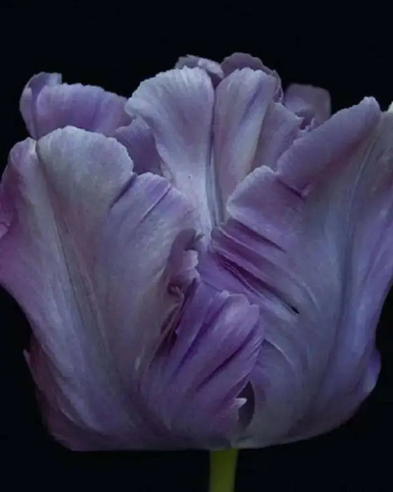 Tulip Blue Parrot ( Bulbs), FALL PLANTING - Caribbean garden seed