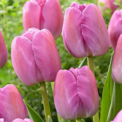 Tulip ,Purple Pride',Bulbs ,12/+cm FALL PLANTING - Caribbean garden seed