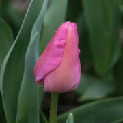 Tulip ,Purple Pride',Bulbs ,12/+cm FALL PLANTING - Caribbean garden seed