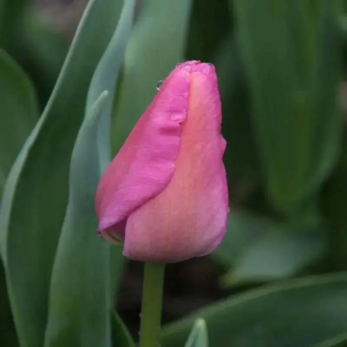 Tulip ,Purple Pride',Bulbs ,12/+cm FALL PLANTING - Caribbean garden seed