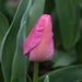 Tulip ,Purple Pride',Bulbs ,12/+cm FALL PLANTING - Caribbean garden seed