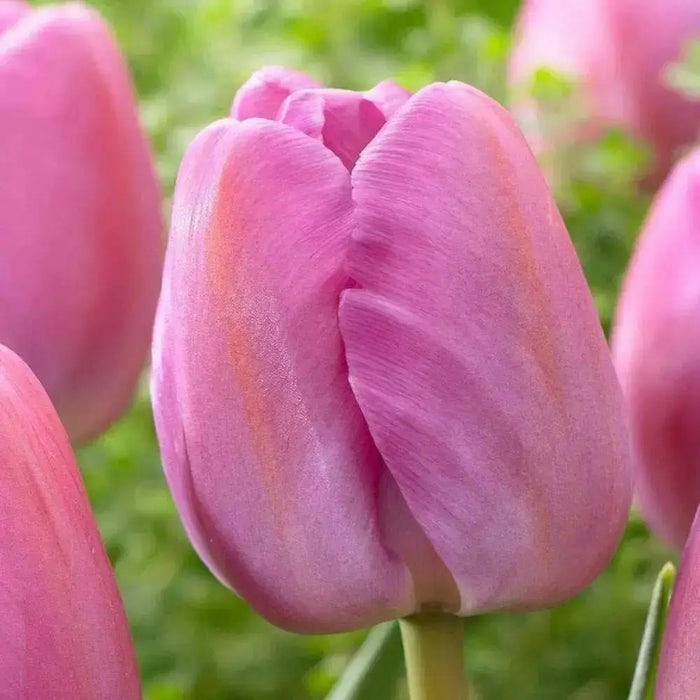 Tulip ,Purple Pride',Bulbs ,12/+cm FALL PLANTING - Caribbean garden seed