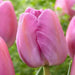Tulip ,Purple Pride',Bulbs ,12/+cm FALL PLANTING - Caribbean garden seed