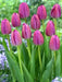 Tulip ,Purple Pride',Bulbs ,12/+cm FALL PLANTING - Caribbean garden seed