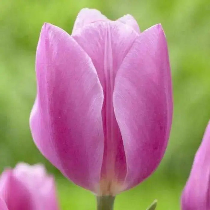 Tulip "Early Glory" (Bulbs) Early Blooming,12/+cm - Caribbean garden seed