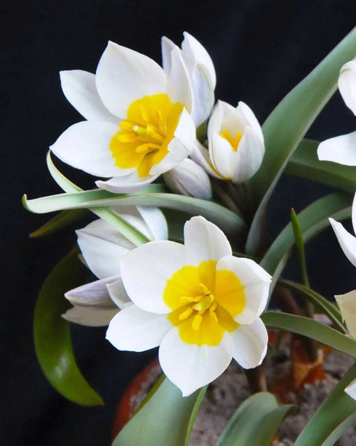 Tulip  Polychroma  ( white Species )  Fully hardy. Perennial. - Caribbean garden seed