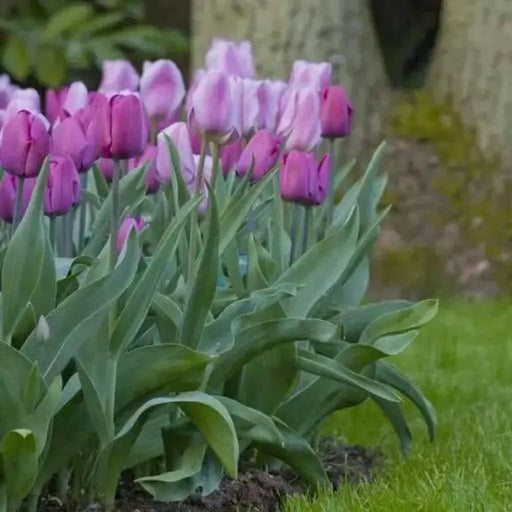 Tulip "Early Glory" (Bulbs) Early Blooming,12/+cm - Caribbean garden seed