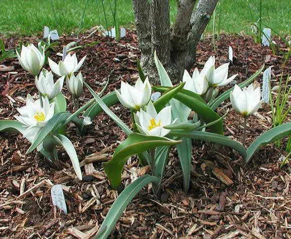 Tulip  Polychroma  ( white Species )  Fully hardy. Perennial. - Caribbean garden seed