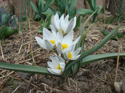 Tulip  Polychroma  ( white Species )  Fully hardy. Perennial. - Caribbean garden seed