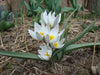 Tulip  Polychroma  ( white Species )  Fully hardy. Perennial. - Caribbean garden seed
