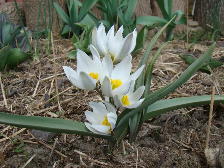 Tulip  Polychroma  ( white Species )  Fully hardy. Perennial. - Caribbean garden seed