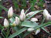 Tulip  Polychroma  ( white Species )  Fully hardy. Perennial. - Caribbean garden seed