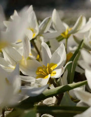 Tulip  Polychroma  ( white Species )  Fully hardy. Perennial. - Caribbean garden seed