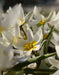 Tulip  Polychroma  ( white Species )  Fully hardy. Perennial. - Caribbean garden seed