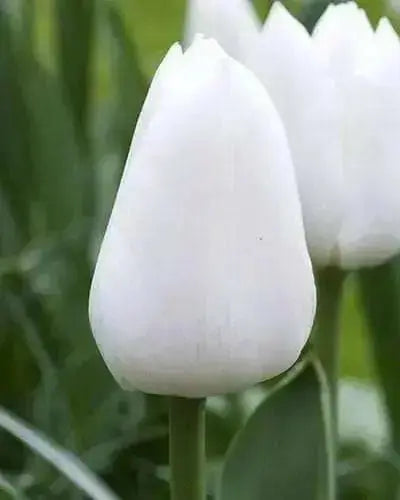 Tulip 'White Dream' BULBS)  SPRING Flowers - Caribbean garden seed