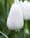 Tulip 'White Dream' BULBS)  SPRING Flowers - Caribbean garden seed