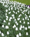 Tulip 'White Dream' BULBS)  SPRING Flowers - Caribbean garden seed