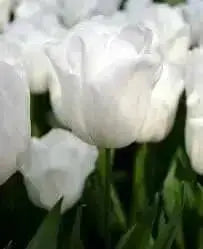 Tulip 'White Dream' BULBS)  SPRING Flowers - Caribbean garden seed