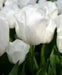 Tulip 'White Dream' BULBS)  SPRING Flowers - Caribbean garden seed