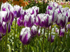 Tulip Blueberry Ripple, Flower Bulbs, FALL PLANTING - Caribbean garden seed