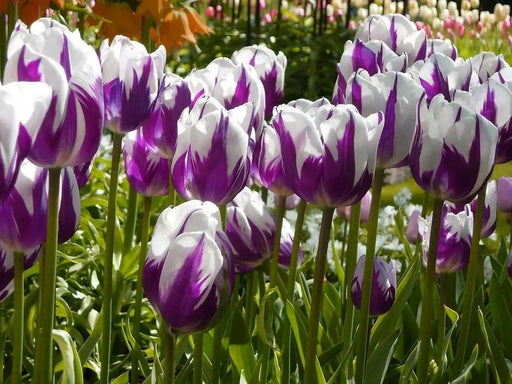 Tulip Blueberry Ripple, Flower Bulbs, FALL PLANTING - Caribbean garden seed