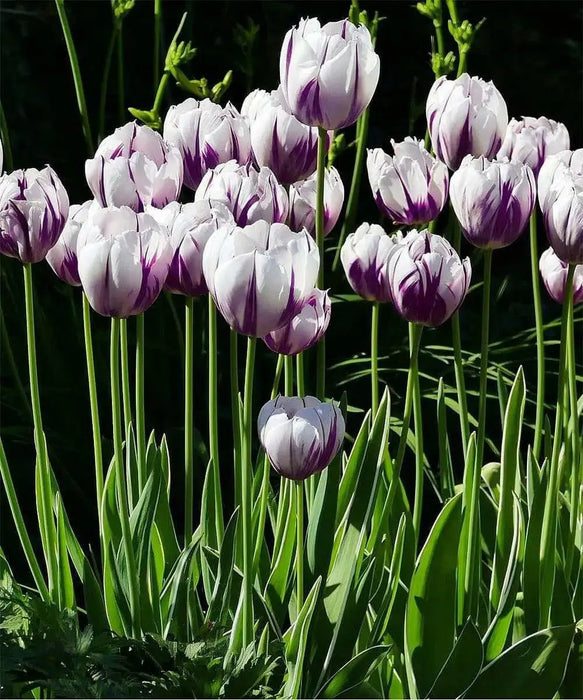 Tulip Blueberry Ripple, Flower Bulbs, FALL PLANTING - Caribbean garden seed