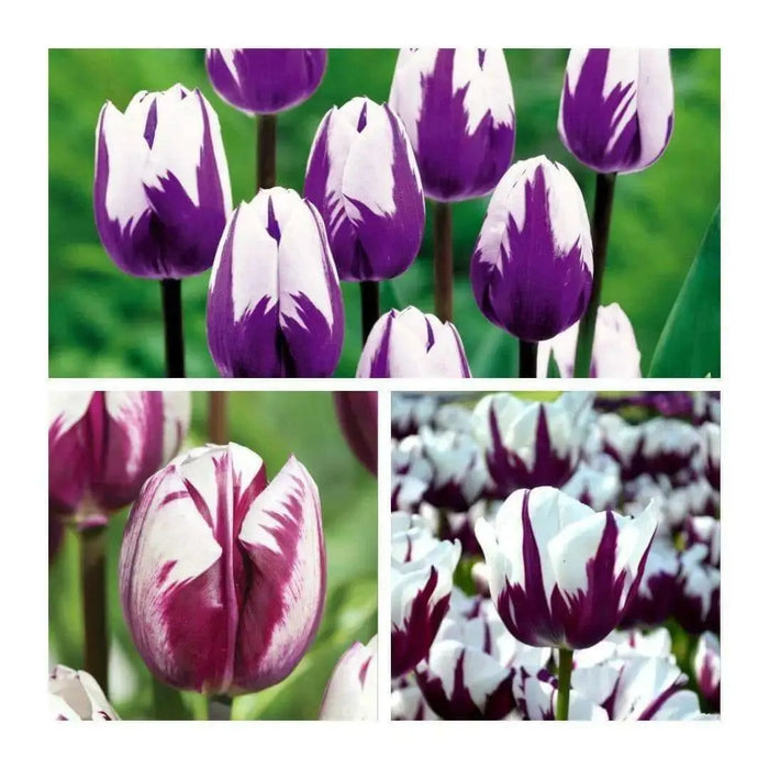 Tulip Blueberry Ripple, Flower Bulbs, FALL PLANTING - Caribbean garden seed