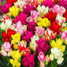 Tulip 'Club Mixture' Bulbs,bunch flowering - Caribbean garden seed