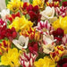 Tulip 'Club Mixture' Bulbs,bunch flowering - Caribbean garden seed