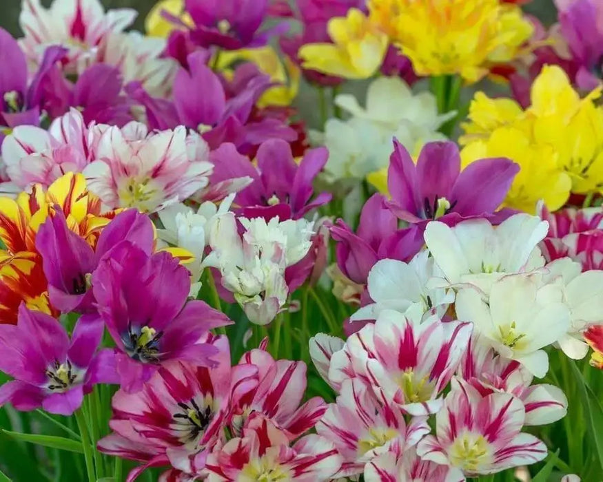 Tulip 'Club Mixture' Bulbs,bunch flowering - Caribbean garden seed