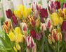 Tulip 'Club Mixture' Bulbs,bunch flowering - Caribbean garden seed
