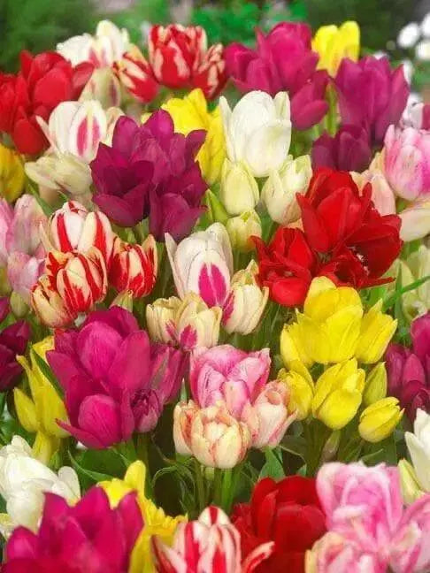 Tulip 'Club Mixture' Bulbs,bunch flowering - Caribbean garden seed