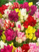 Tulip 'Club Mixture' Bulbs,bunch flowering - Caribbean garden seed