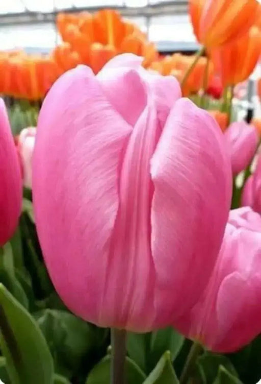 Tulip 'Pink Flag'  FALL PLANTING - Caribbean garden seed