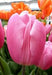 Tulip 'Pink Flag'  FALL PLANTING - Caribbean garden seed