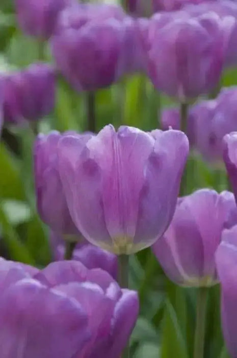 Tulip Bulb-Magic Lavender, FALL PLANTING - Caribbean garden seed